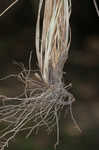 Sulphur sedge